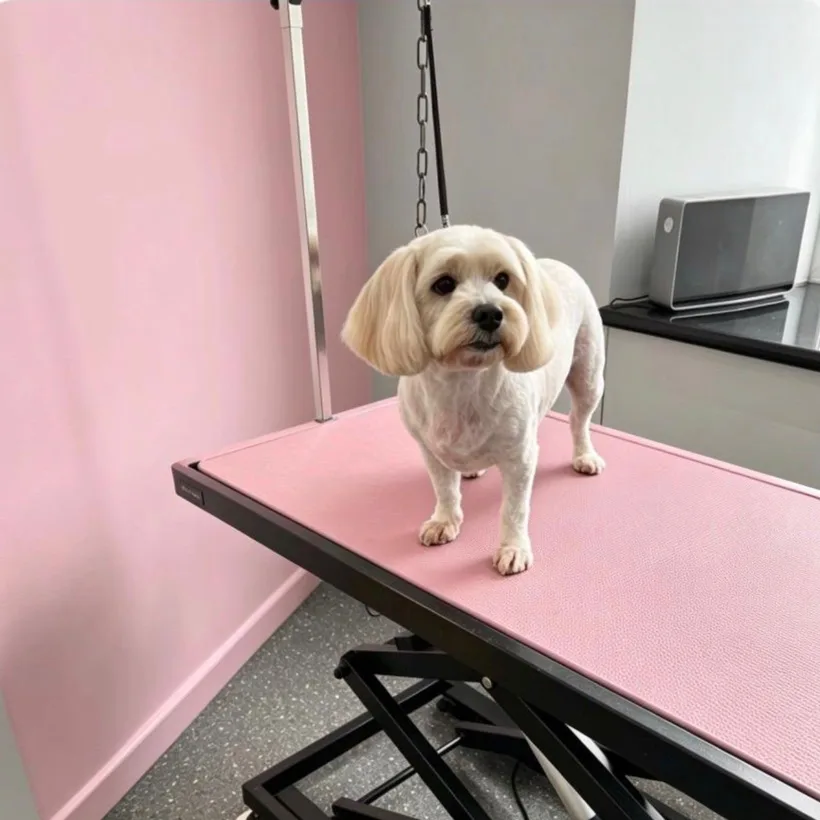 Freshly groomed maltese at Polished Paws