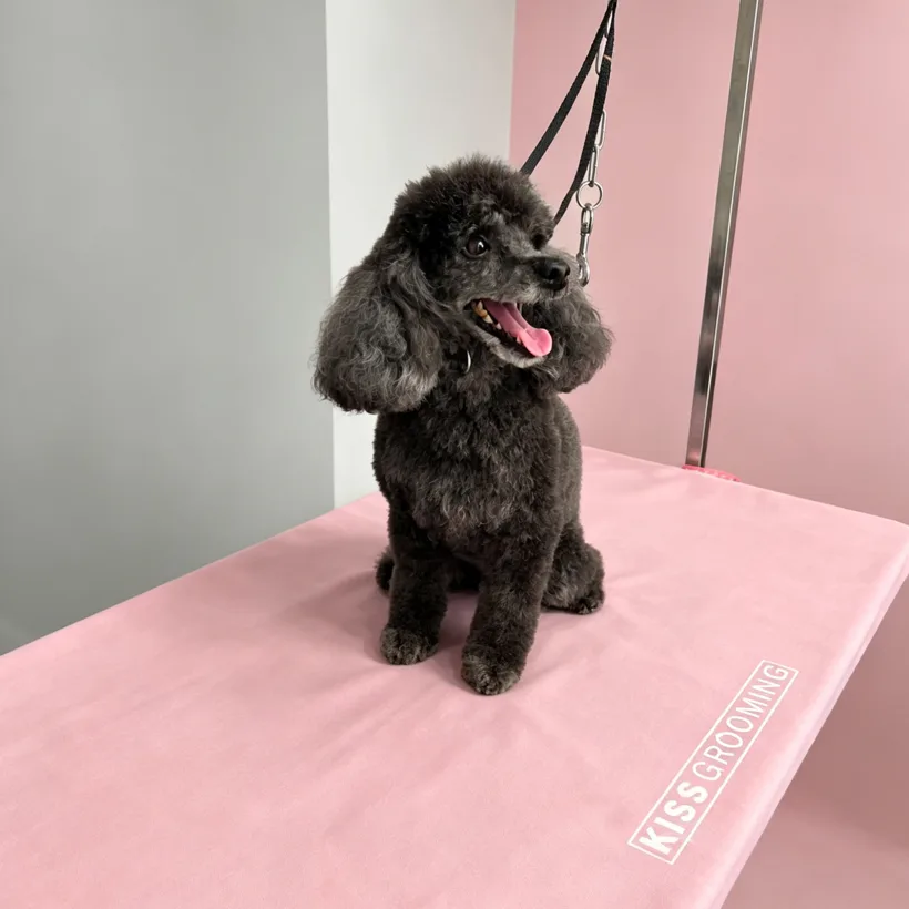 Groomed grey poodle at Polished Paws