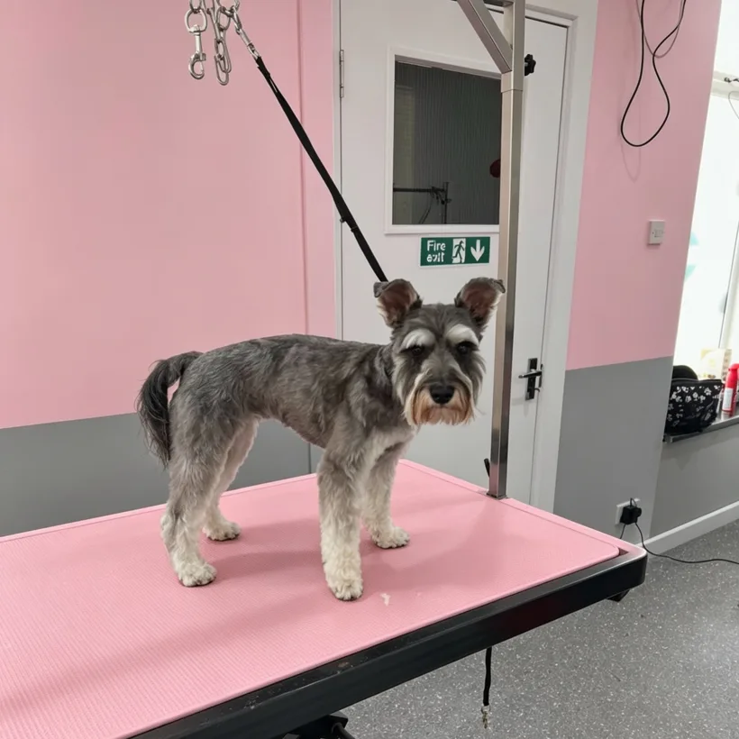 Schnauzer after a groom at Polished Paws